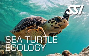 Sea Turtle Ecology.jpg