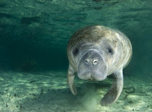 dreamstime_8223251manatee.jpg