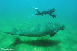 dugong_newcaledonia_20121025_1.jpg