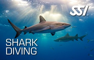472544_Shark Diving (Small).jpg