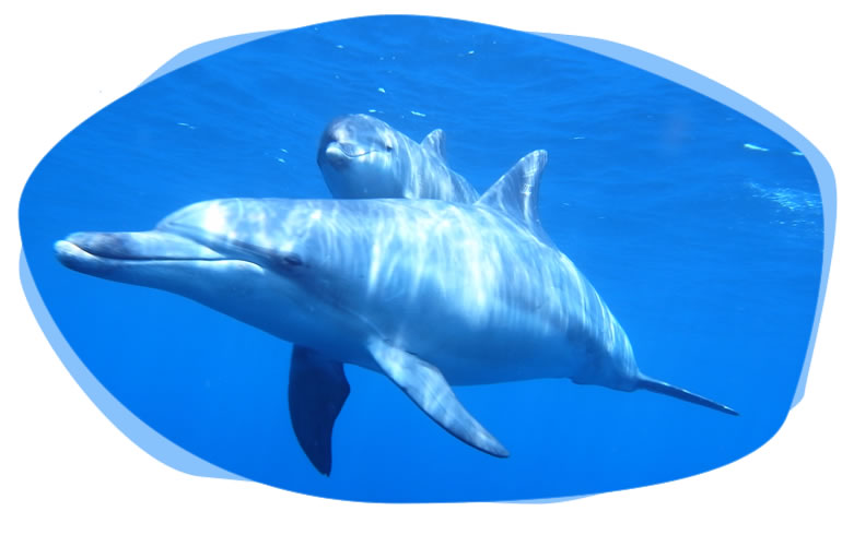 dolphin001.jpg