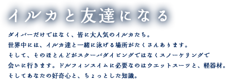 イルカと友達になる