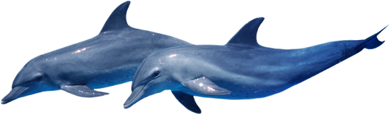 イルカのイメージ画像